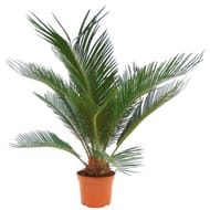 Cycas revoluta  pot 14 cm  50/60
