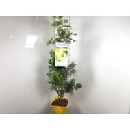Mimosa acacia delbata touffe c 4l rc