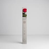 Rose naturelle stabilisée rouge