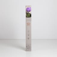 Rose naturelle stabilisée bright lila