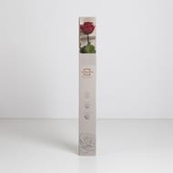 Rose naturelle stabilisée bordeaux