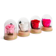 Bouton queen de rose naturelle stabilisée dans cloche