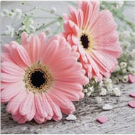20 serviettes 33x33cm gerbera