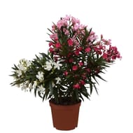 Laurier rose tricolor ct25 10 litres ht 80-100cm