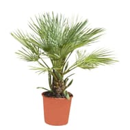 Chamaerops humilis ct25 10l hauteur 80-100 cms