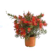 Callistemon laevis ct25 c10l ht40-60 cm
