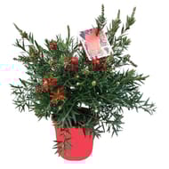 Callistemon laevis ct17 c3l ht30-40 cm