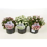 Saxifraga p13