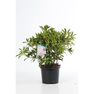 Pieris varié conteneur 3 litres