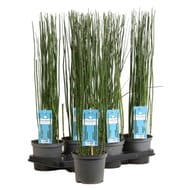 Equisetum hyemale p15