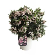 Waxflower touffe pot 17cm