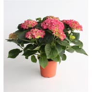 Hydrangea magical ct20 5l hauteur 60 cm