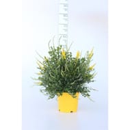 Cytisus maderensis ht 38 ct17 / c2.5l