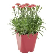 Oeillet de bouture pot 2 litres