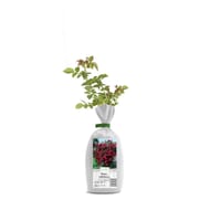 Rosier grimpante rootball
