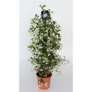 Jasmin espalier pot 17cm