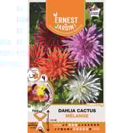 Bulbes dahlia cactus mélange  I/II X4
