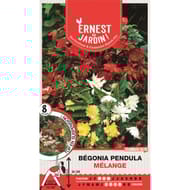 Bulbes bégonia pendula 4/5 x8