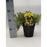 Potentilla jaune vp 2 litre