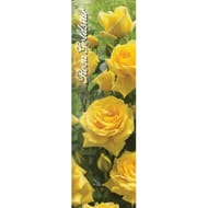 Rosa Rosier buisson goldstar jaune