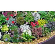 Vivaces variées exposition mi ombre c 0.65 l