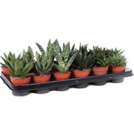 Aloe vera mixte