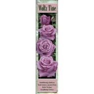 Rosier grandes fleurs waltz time lilas