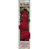 Rosier grandes fleurs mister lincoln rouge foncé