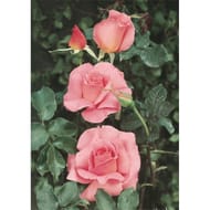 Rosa rosier buisson queen elisabeth rose