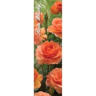 Rosa rosier buisson whisky orange