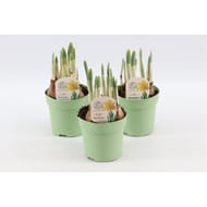 Narcis jetfire p10,5