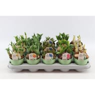 Muscari p10,5