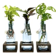 Plante verte pot décor avec réserve d'eau