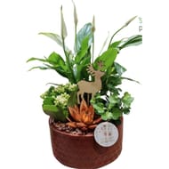 Composition 4 plantes pot bronze