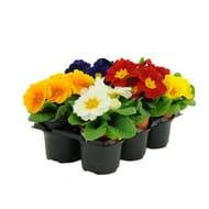 Primevère acaulis pack de 6 pots de 0.5 litres