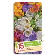 Freesia simple mélange 5/6 x15