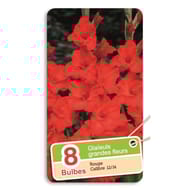 Glaïeul grande fleur rouge 12/14 x8