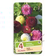 Dahlias pompons i/ii varies x4