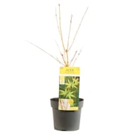 Acer palmatum 'bi hoo' c 40/+