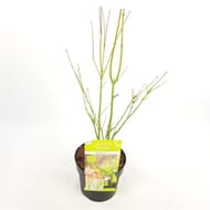 Acer palmatum going green' c 40/+
