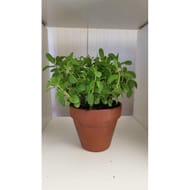 Menthe p14 pot terracotta