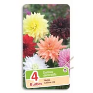 Dahlias décoratifs variés I / II x4