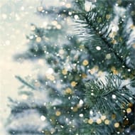 Serviettes x20 sapin etincelant 33x33cm