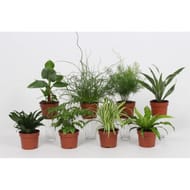 Mix plantes vertes budget