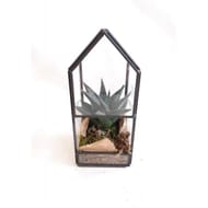 Compostion Haworthia maison métal