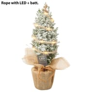 Cham. Ellwoodii rondella + lumières LED - pot 9 cm