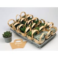 Succulente queen sac papier pot 10,5 cm ht 15 cm
