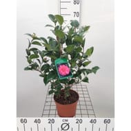 Camelia varié c 3l 60/+