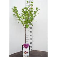 Mirabelle de nancy patio conteneur 5 litres tige 50cm