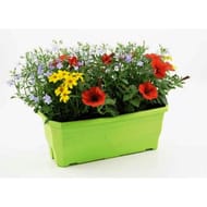 Association d'espèces nuances jardinière 40 cm